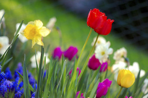 1024px-Colorful_spring_garden