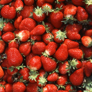 Chandler_strawberries
